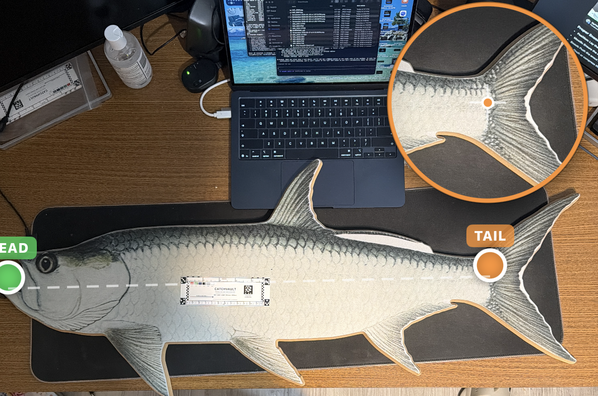 Measured to base of fish body where tail begins