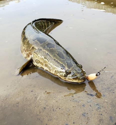 Northern Snakehead