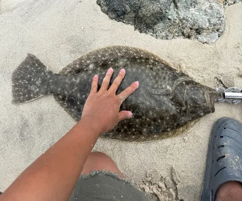 A solid New Jersey surf fluke caught along a rocky jetty edge