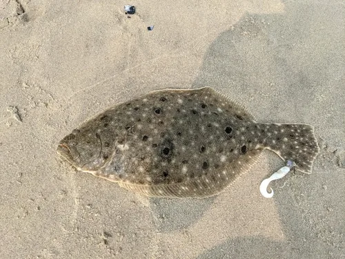 A surf fluke that ate a white Gulp-tipped presentation in the wash