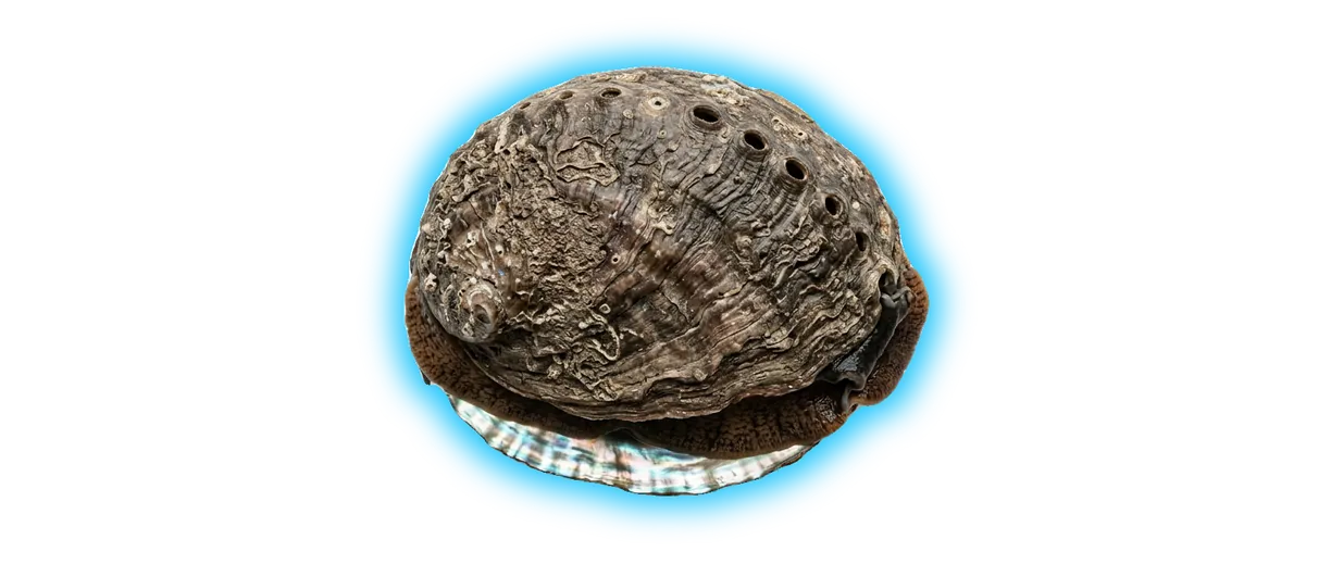 Abalone