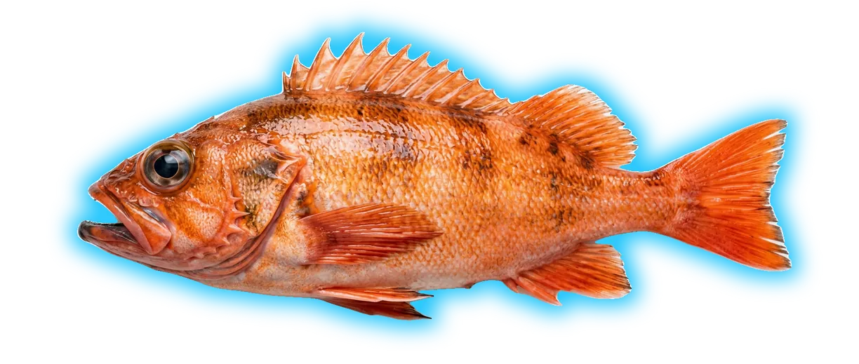 Acadian Redfish (Sebastes fasciatus)