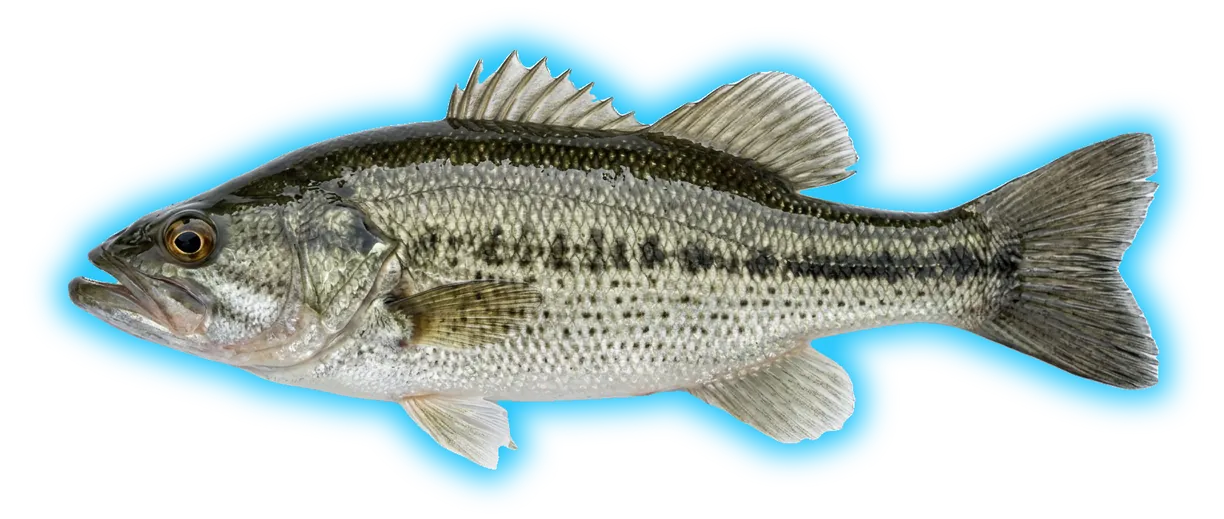 Alabama Bass (Micropterus henshalli)