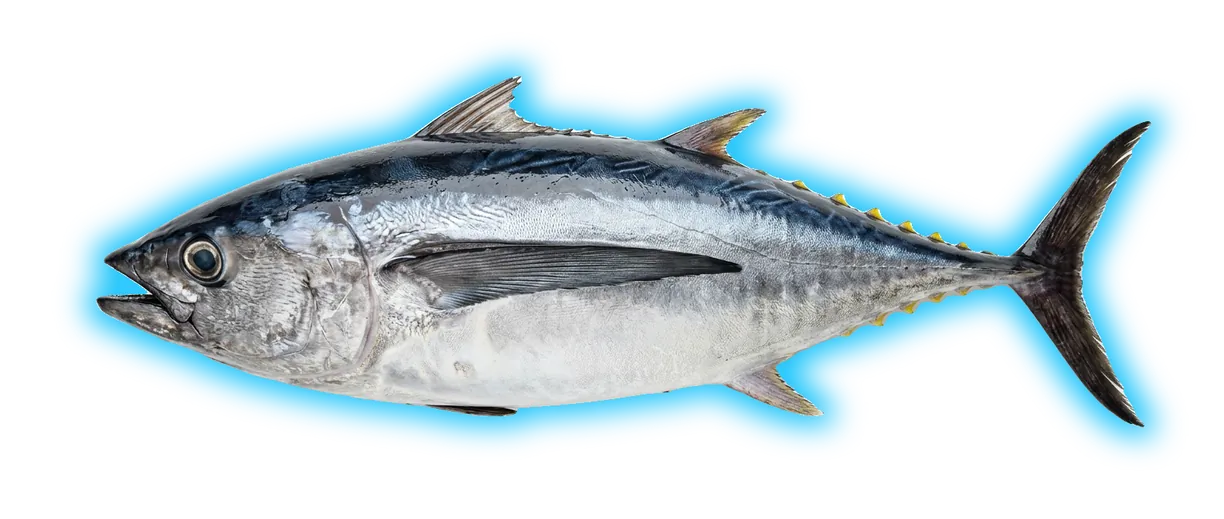 Albacore (Thunnus alalunga)