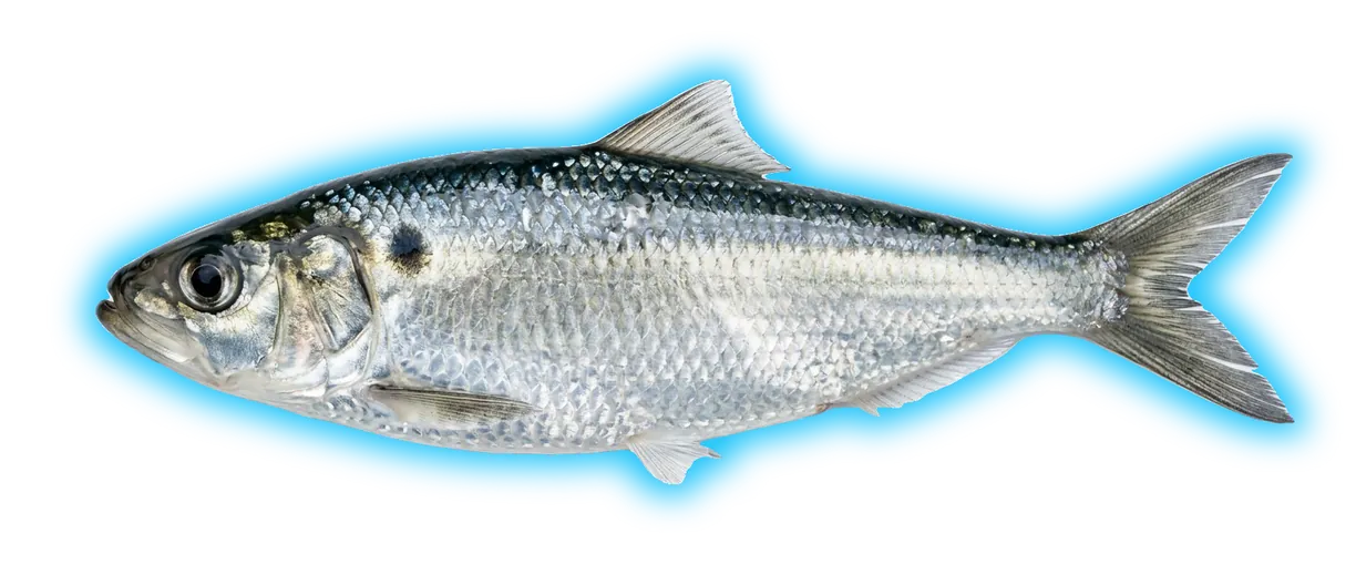 Alewife (Alosa pseudoharengus)