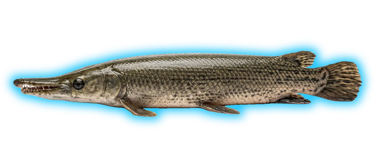 Alligator Gar (Atractosteus spatula)