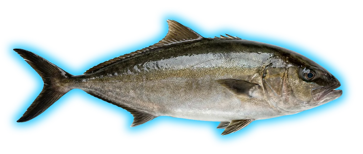 Almaco Jack (Seriola rivoliana)