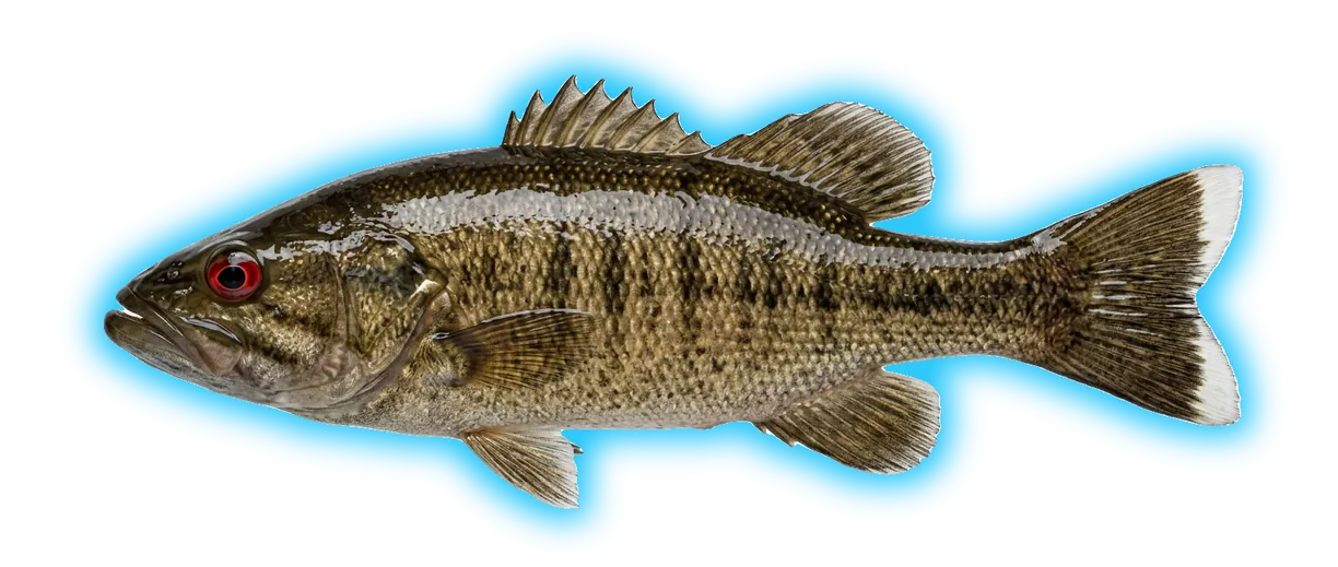 Altamaha Bass (Micropterus calliurus)