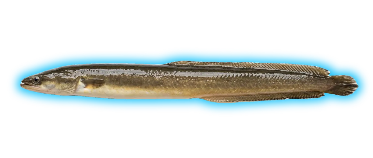 American Eel (Anguilla rostrata)