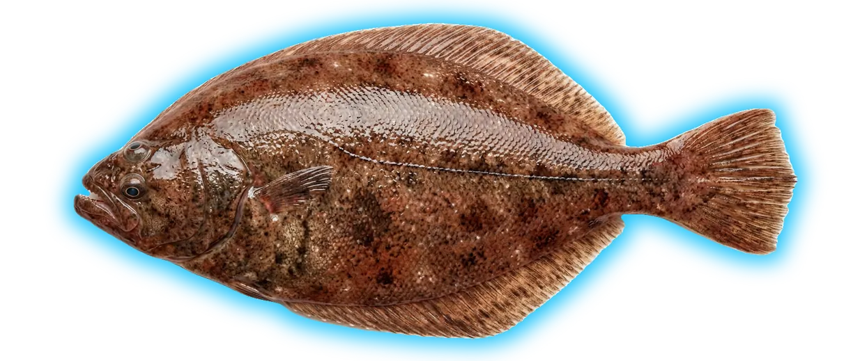 American Plaice (Hippoglossoides platessoides)