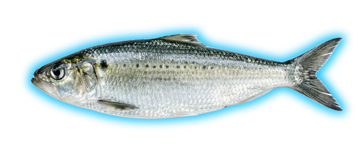 American Shad (Alosa sapidissima)