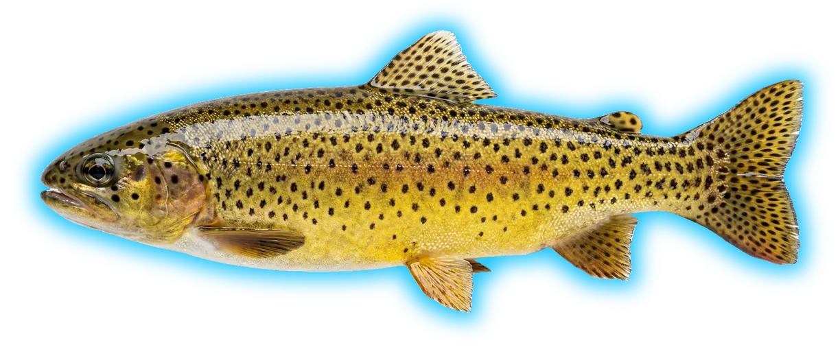 Apache Trout (Oncorhynchus apache)