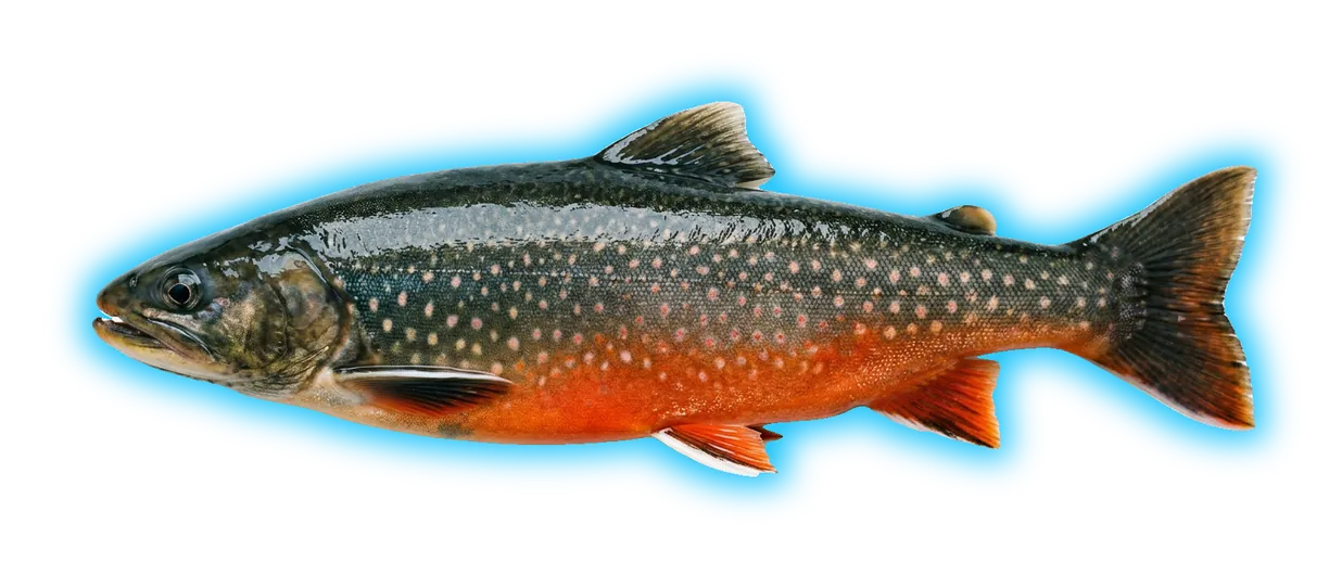 Arctic Char (Salvelinus alpinus)