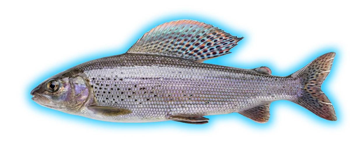 Arctic Grayling (Thymallus arcticus)