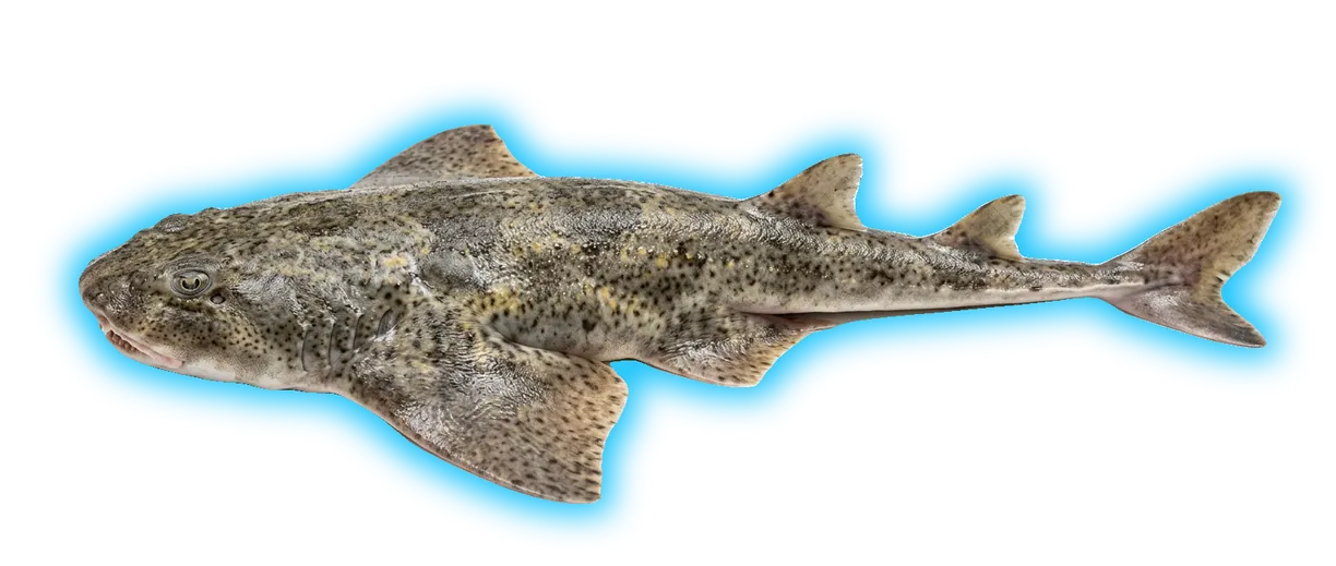 Atlantic Angel Shark (Squatina dumeril)