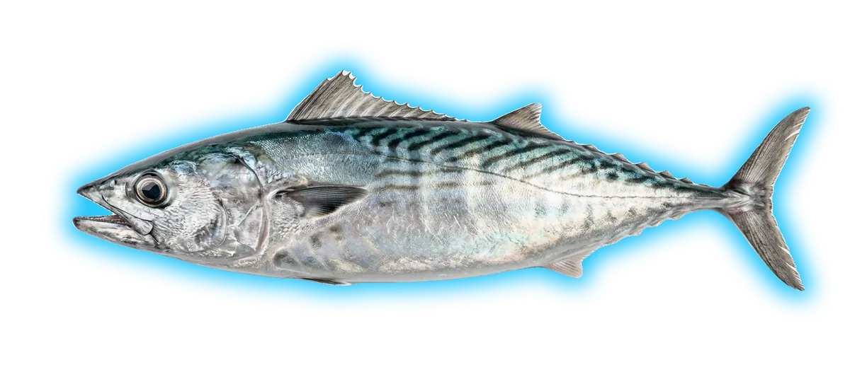 Atlantic Bonito (Sarda sarda)