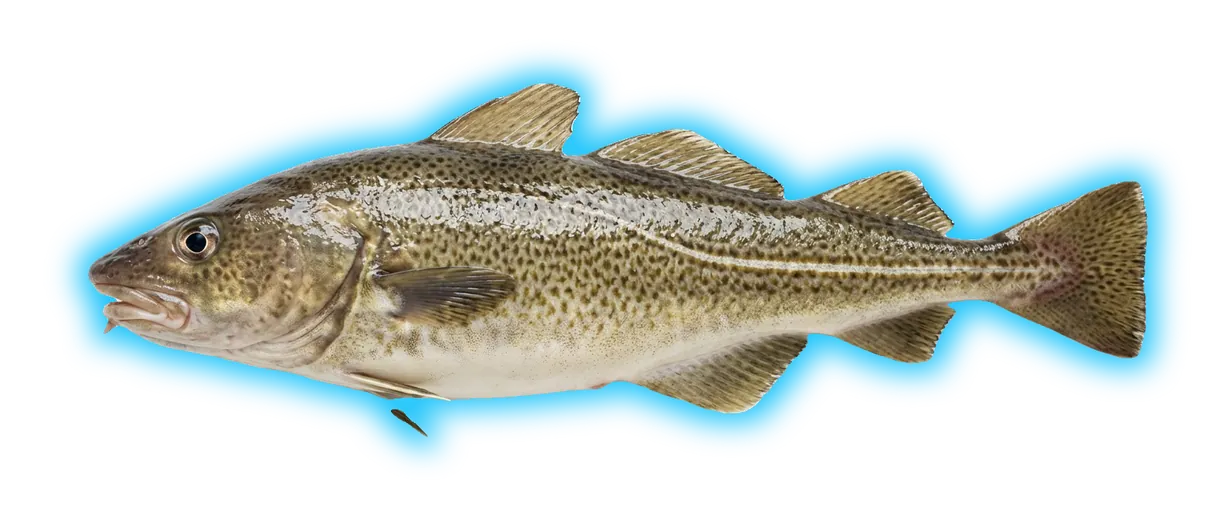 Atlantic Cod (Gadus morhua)
