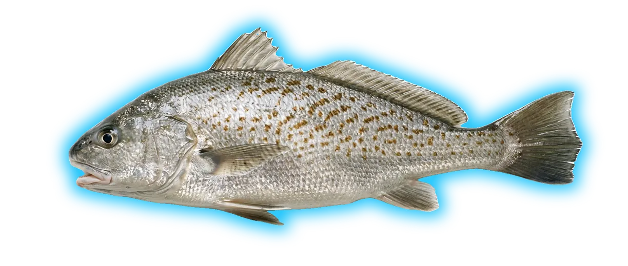 Atlantic Croaker (Micropogonias undulatus)