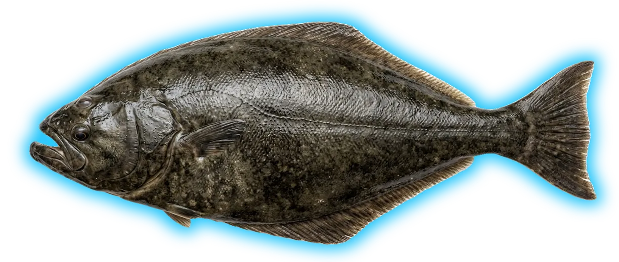 Atlantic Halibut (Hippoglossus hippoglossus)