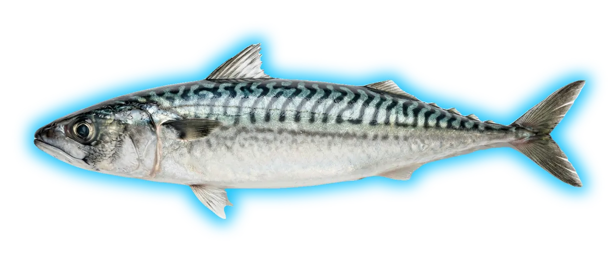Atlantic Mackerel (Scomber scombrus)