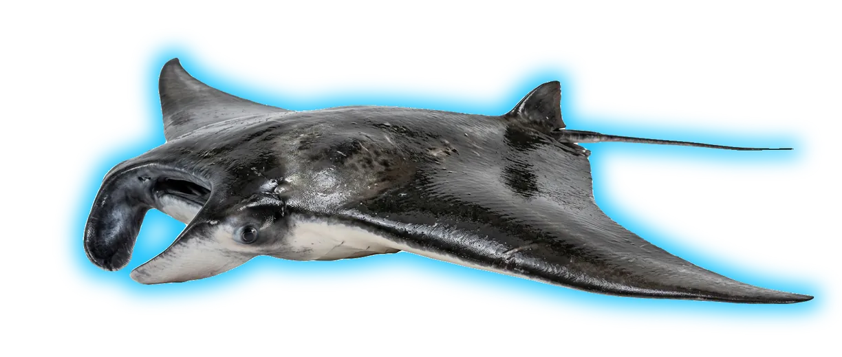 Atlantic Manta (Mobula hypostoma)