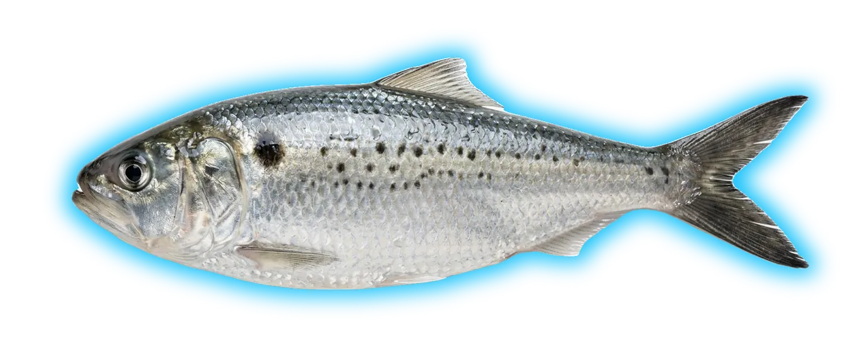 Atlantic Menhaden (Brevoortia tyrannus)