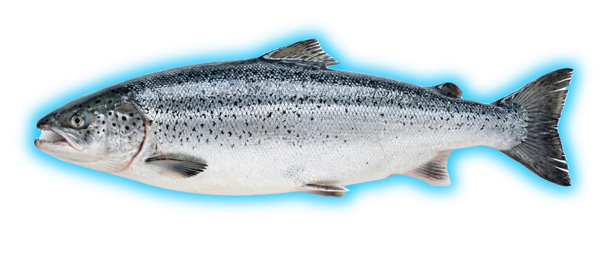 Atlantic Salmon (Salmo salar)