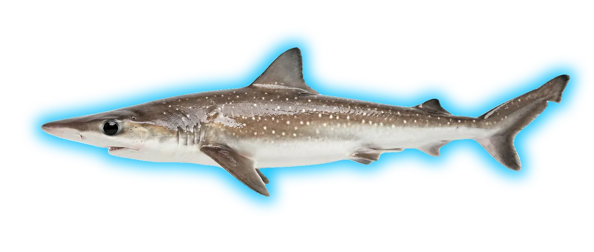 Atlantic Sharpnose Shark (Rhizoprionodon terraenovae)