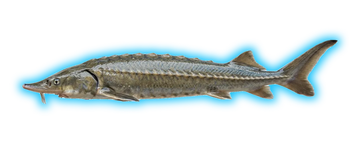 Atlantic Sturgeon