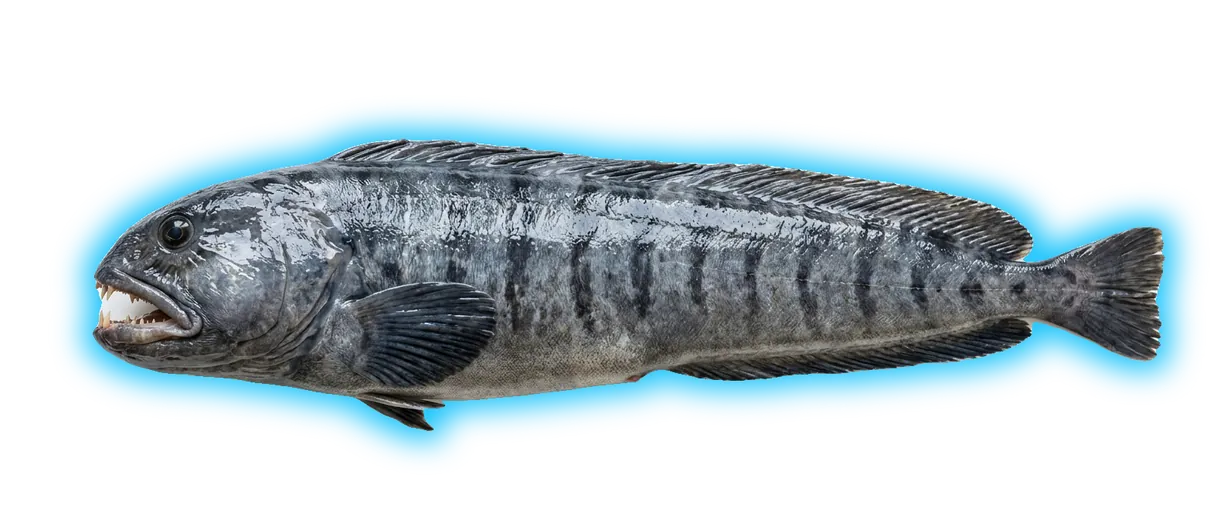 Atlantic Wolffish (Anarhichas lupus)