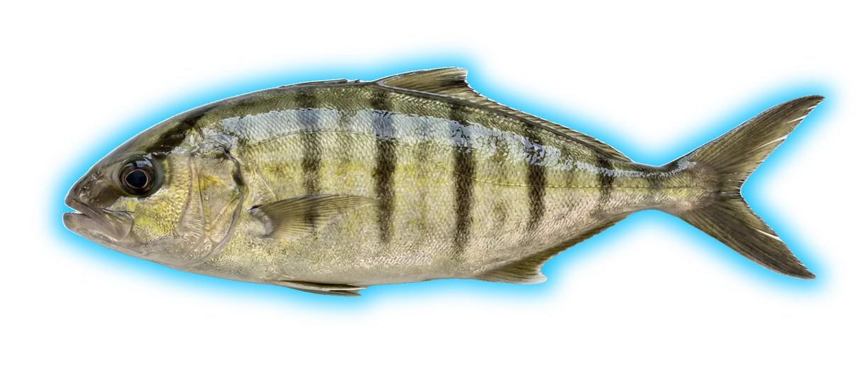 Banded Rudderfish (Seriola zonata)