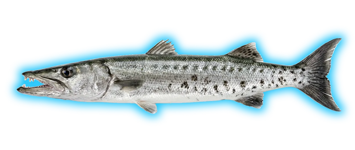 Barracuda (Sphyraena barracuda)