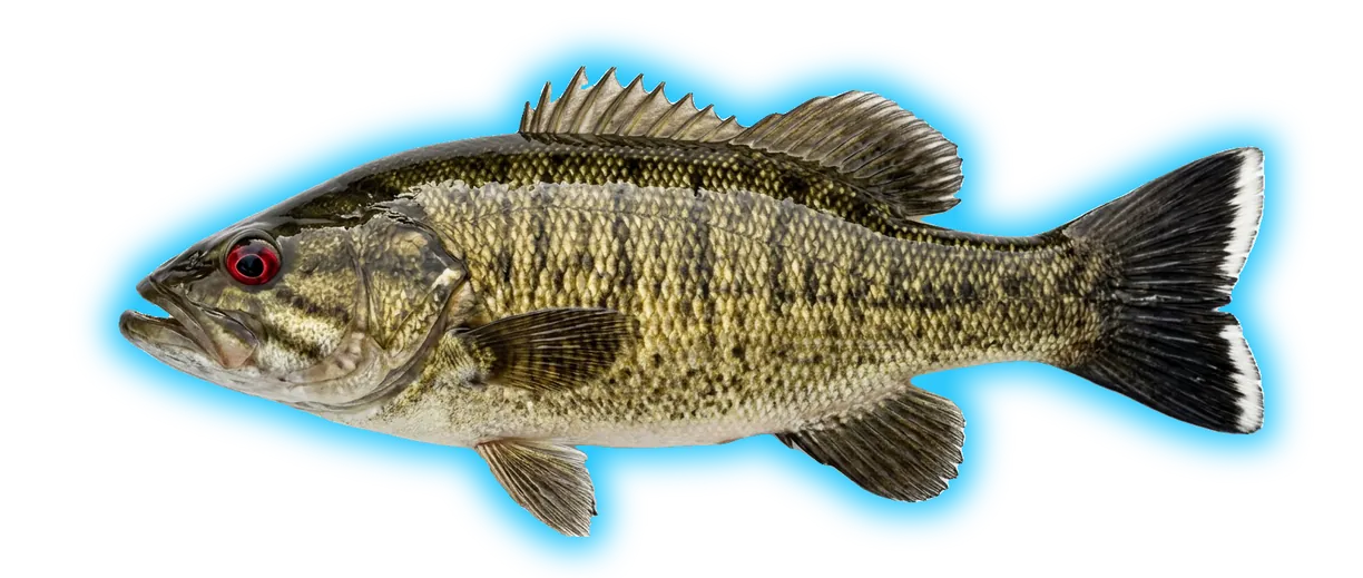 Bartrams Bass