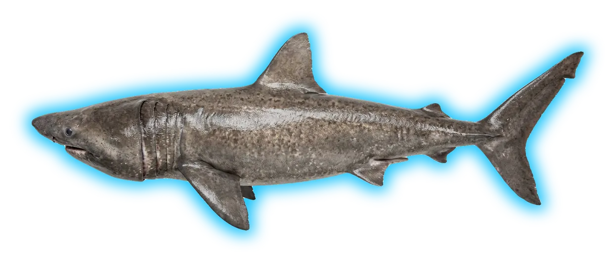 Basking Shark