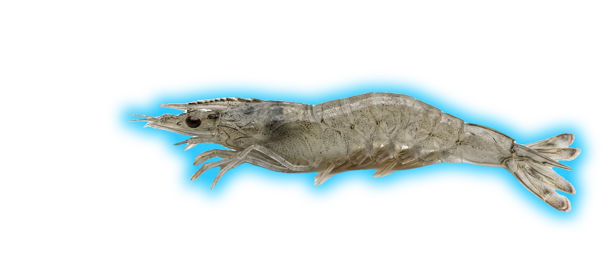 Bay Shrimp (Neotrypaea californiensis)