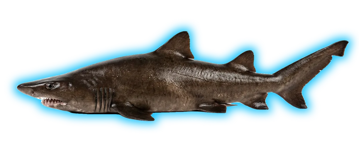 Bigeye Sand Tiger Shark