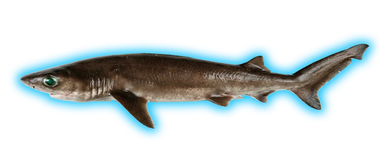 Bigeye Sixgill Shark (Hexanchus nakamurai)
