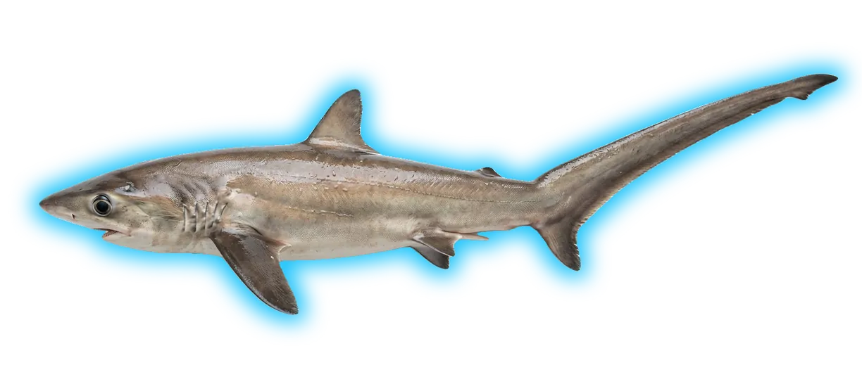 Bigeye Thresher Shark (Alopias superciliosus)