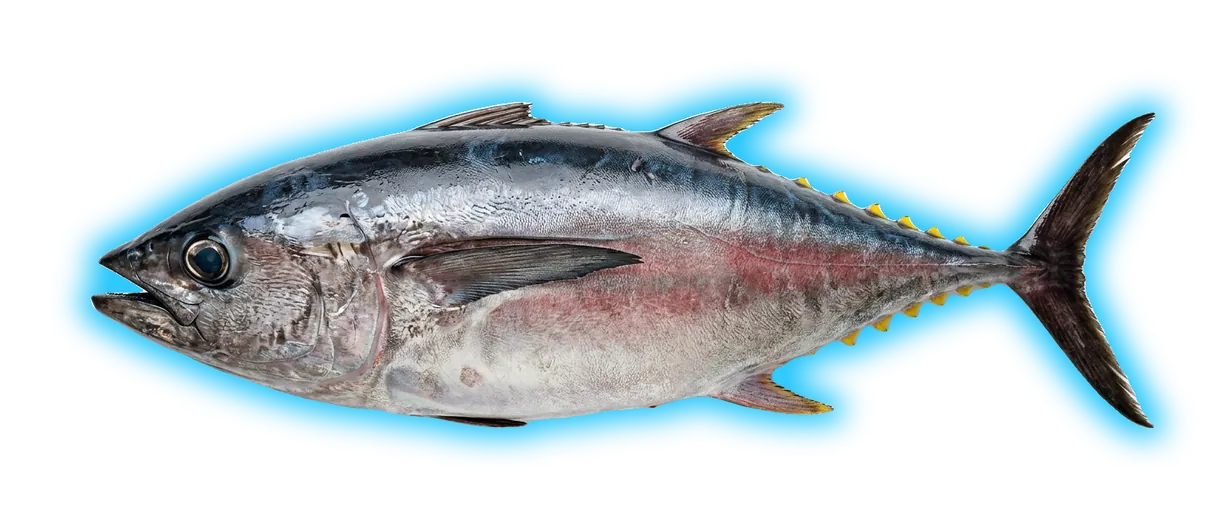 Bigeye Tuna (Thunnus obesus)