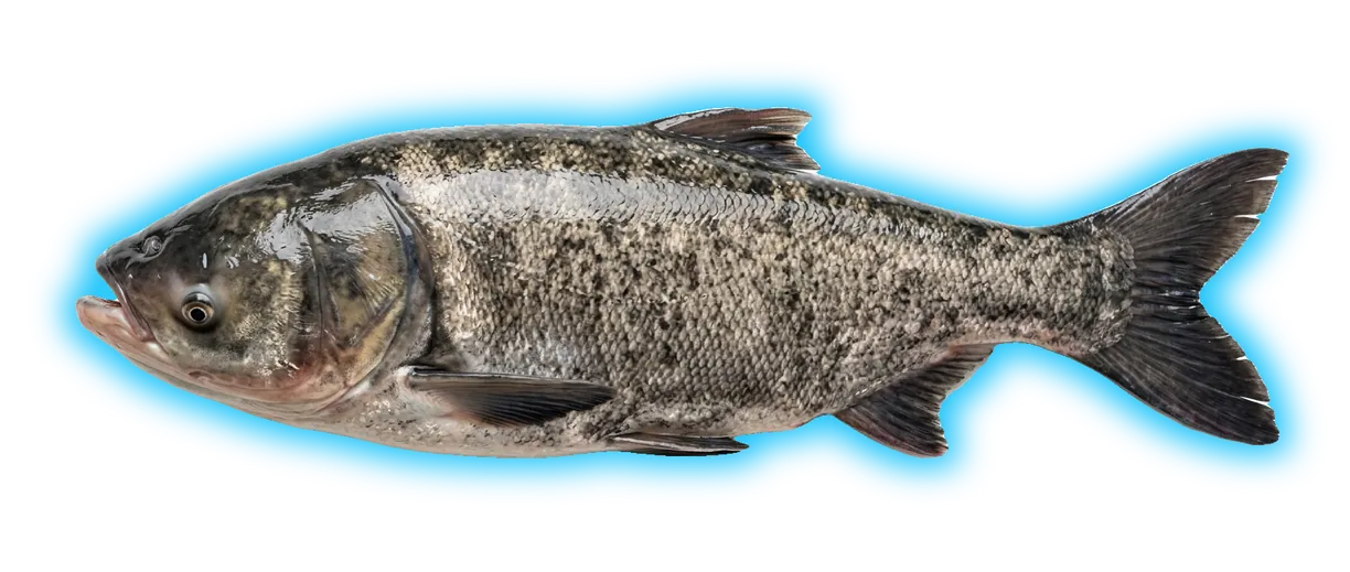 Bighead Carp