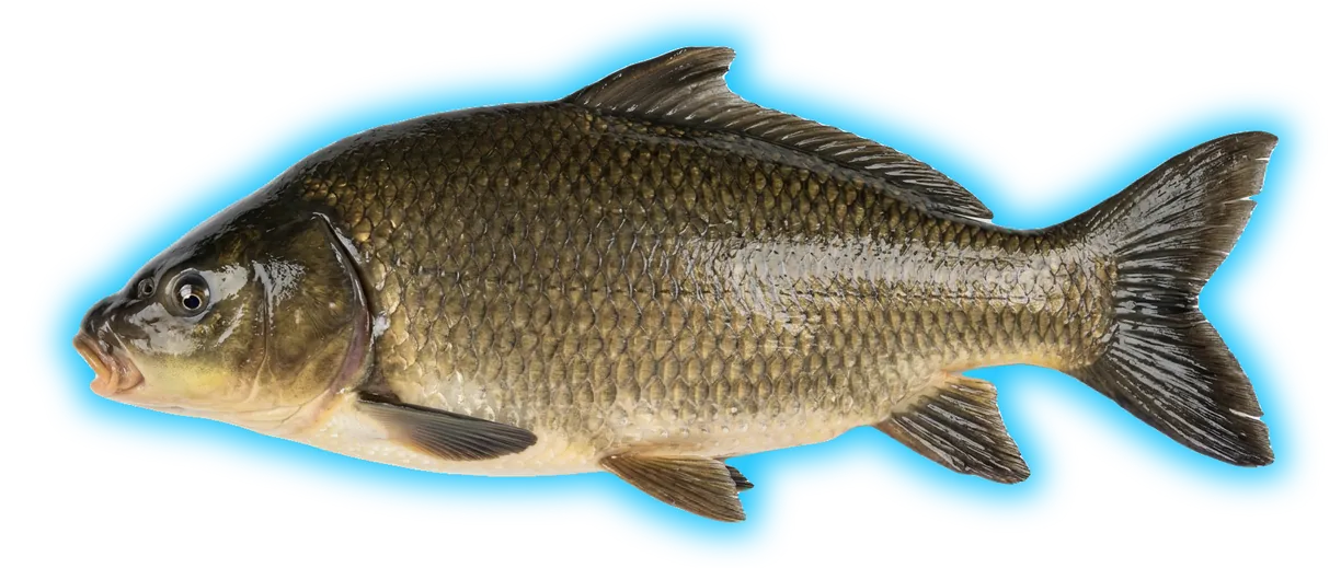 Bigmouth Buffalo (Ictiobus cyprinellus)