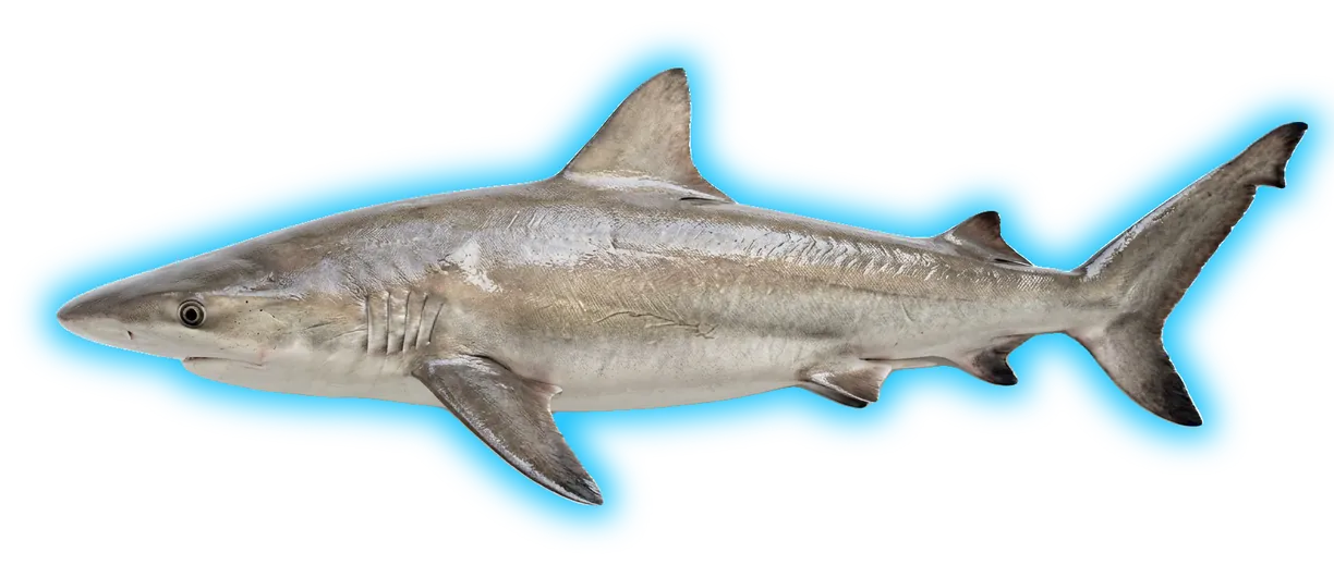 Bignose Shark (Carcharhinus altimus)