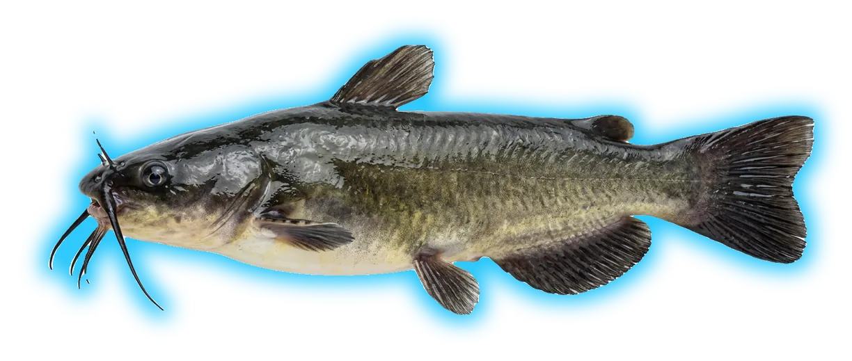 Black Bullhead (Ameiurus melas)