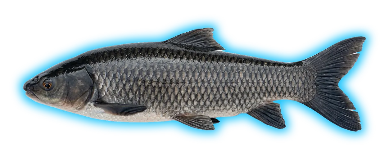 Black Carp (Camponotus pennsylvanicus)