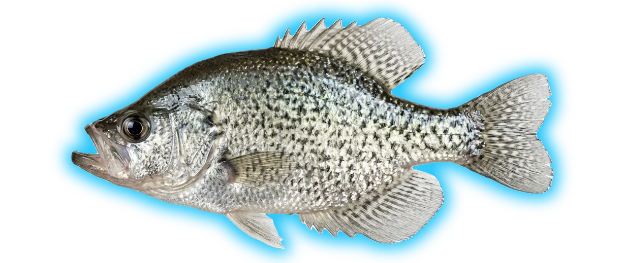 Black Crappie (Pomoxis nigromaculatus)
