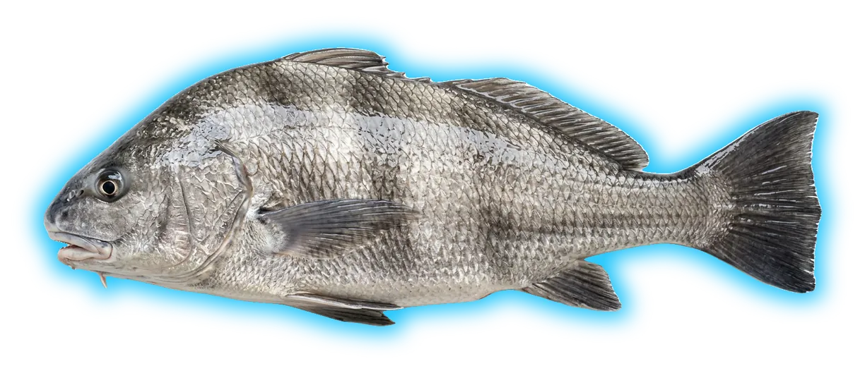 Black Drum (Pogonias cromis)