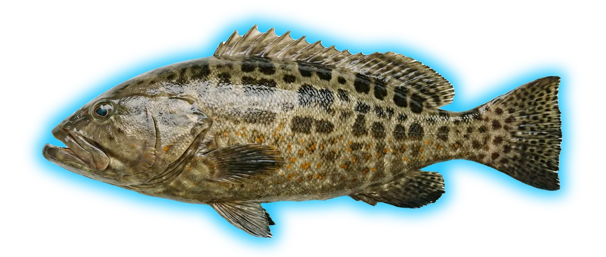 Black Grouper (Mycteroperca bonaci)