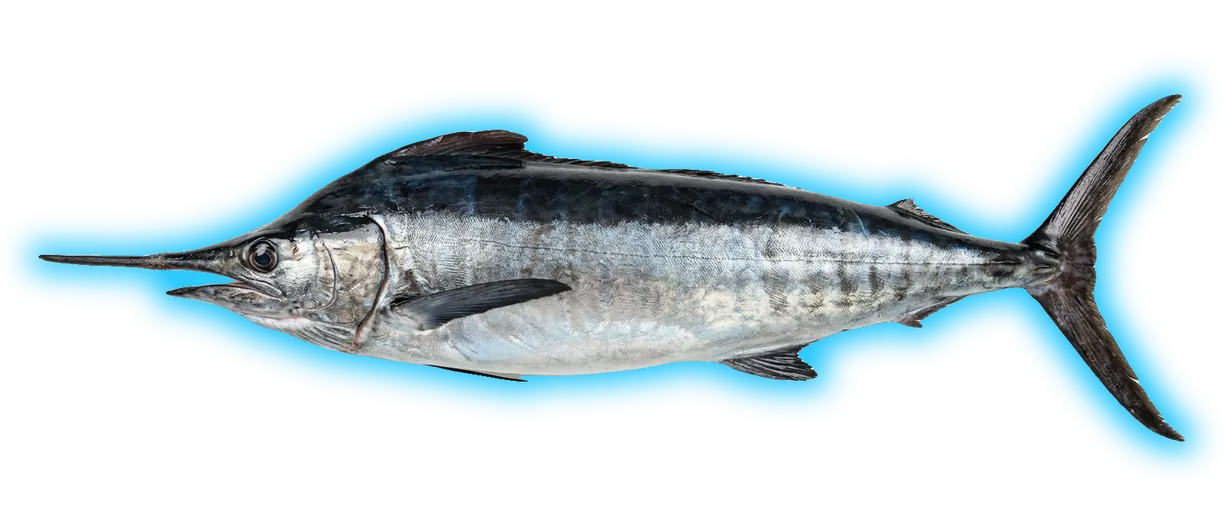 Black Marlin (Istiompax indica)