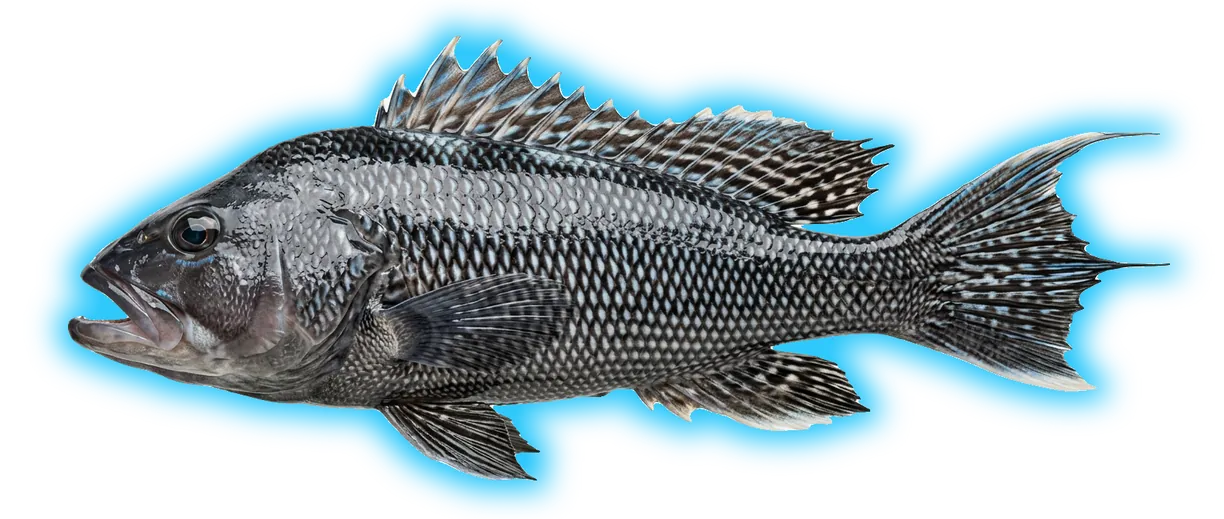 Black Sea Bass (Centropristis striata)