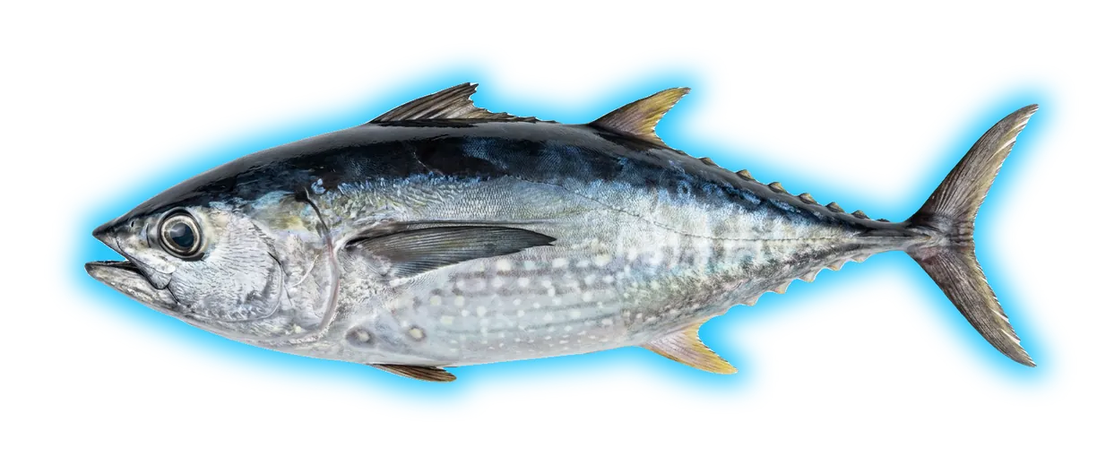 Blackfin Tuna (Thunnus atlanticus)